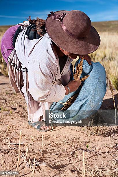 Boliviano Mujer Recopilar Quinua Oruro Bolivia Foto de stock y más banco de imágenes de Quinua - Quinua, Bolivia, Campo - Tierra cultivada