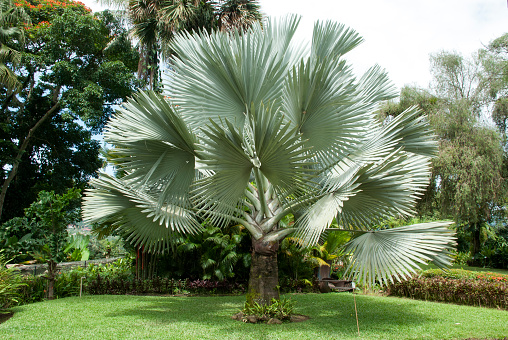 Exotic Palm Trees - The Bismarck Palm Tree -  Bismarckia Nobilis