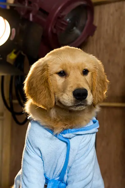 Photo of Celebrity Golden Retriever Puppy