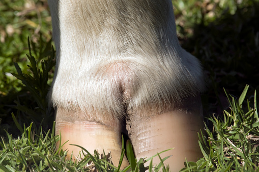 Close-up of the lower leg and cloven hoof of a white cow.