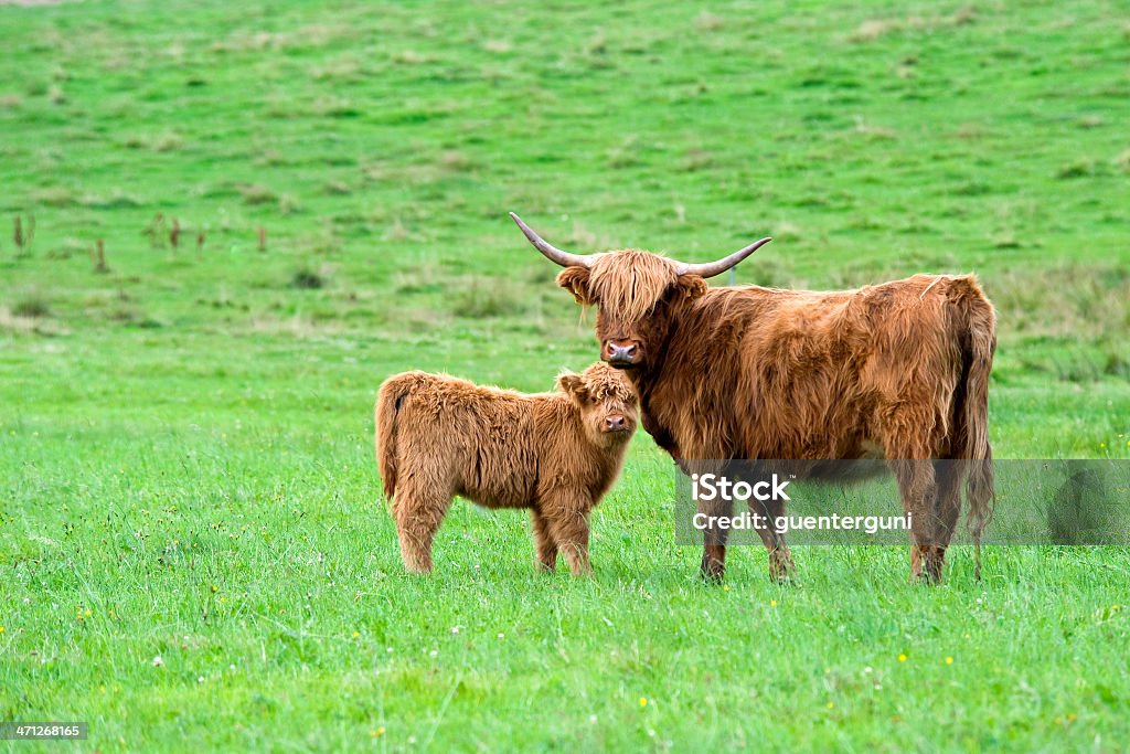 Vacuno-madre de la pantorrilla y en un pasto verde - Foto de stock de Ganado Galloway libre de derechos