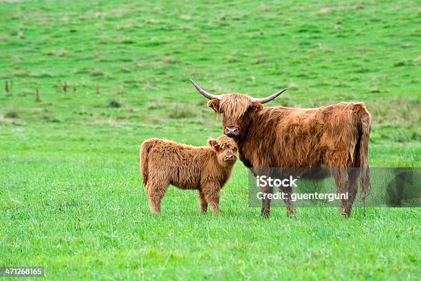 Vacunomadre De La Pantorrilla Y En Un Pasto Verde Foto de stock y más banco de imágenes de Ganado Galloway - Ganado Galloway, Vacuno de montaña, Ganado - Mamífero ungulado