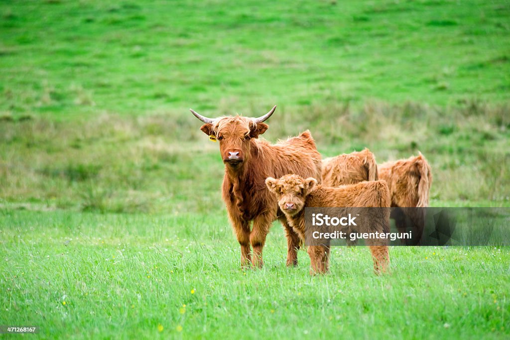 Vacca scozzese-madre e vitello in un Verde pascolo - Foto stock royalty-free di Vacca scozzese