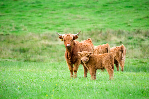 A pair of Highland cattle (mother cow and calf) on a deep green pasture.