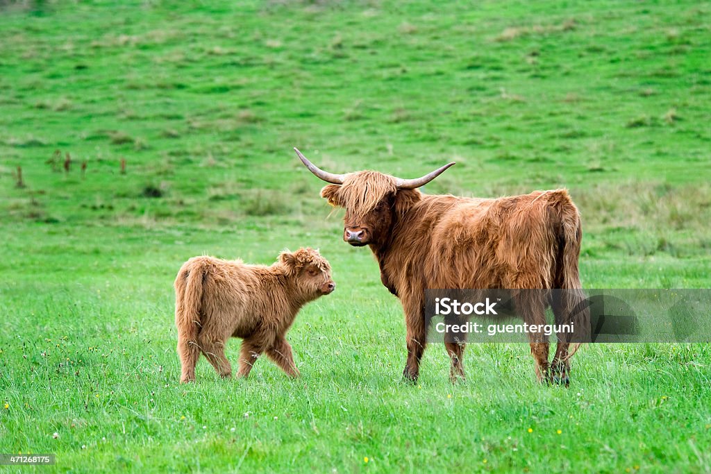 Vache des Highlands-mère de veau et de vert pâturage - Photo de Agriculture libre de droits