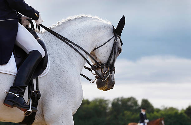 Horse and horse rider competing in dressage A beautiful grey horse in perfect harmony. Unique light from the Sun. Canon Eos 1D MarkIII. bridle stock pictures, royalty-free photos & images