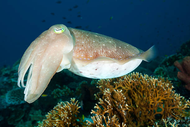 istock Hovering Pharaoh Cuttlefish Sepia pharaonis, Moyo Island, Sumbawa, Indonesia 471268273