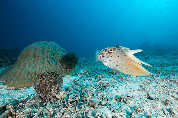 istock Pharaoh Cuttlefish ready to leave, Moyo Island, Sumbawa, Indonesia 471268313