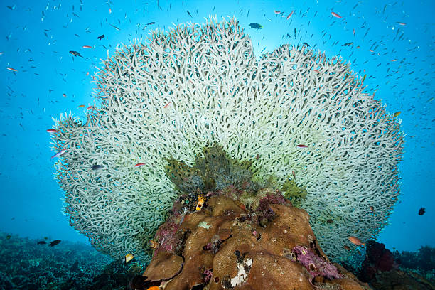 istock Very large Table-Coral from down below, Moyo Island, Sumbawa, Indonesia 471268325