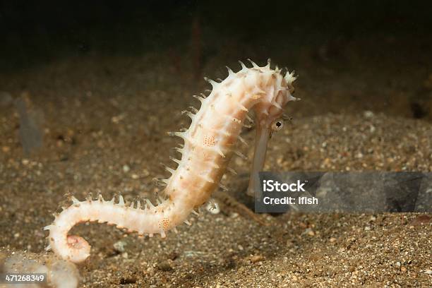 Thorny Seahorse Hippocampus Histrix Bima Bay Sumbawa Indonesia Stock Photo - Download Image Now