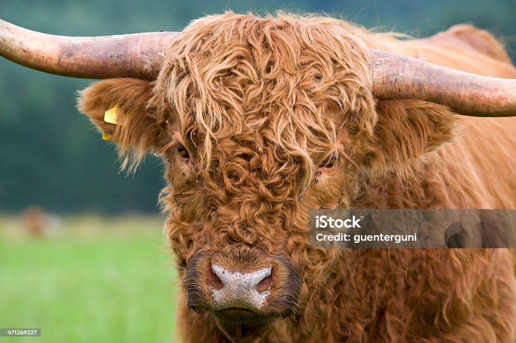 Close-up Ritratto di una Vacca scozzese - Foto stock royalty-free di Affari finanza e industria