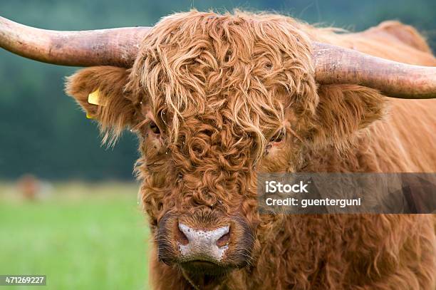 Closeup Ritratto Di Una Vacca Scozzese - Fotografie stock e altre immagini di Affari finanza e industria - Affari finanza e industria, Agricoltura, Ambientazione esterna