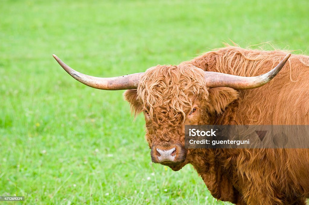 Close-up Retrato de Gado da Escócia, com espaço para texto - Foto de stock de Agricultura royalty-free