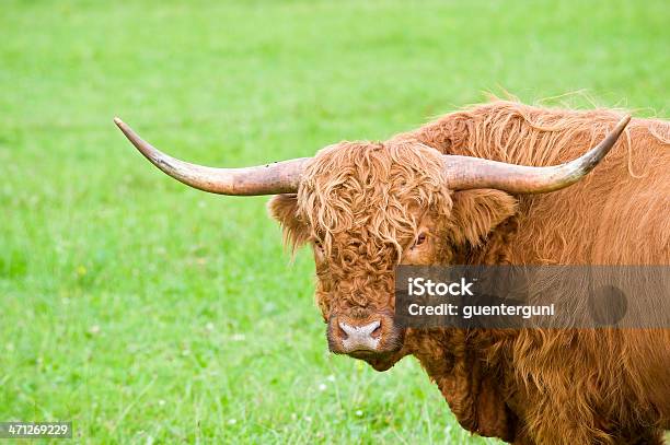 Foto de Closeup Retrato De Gado Da Escócia Com Espaço Para Texto e mais fotos de stock de Agricultura