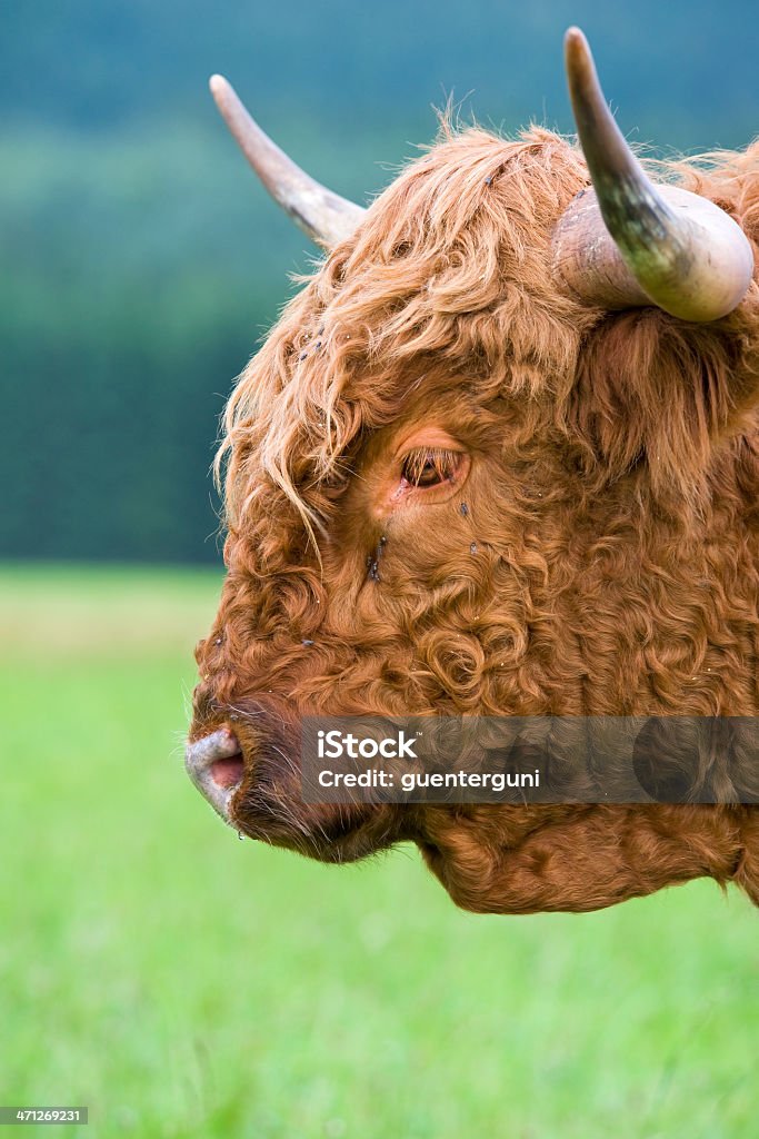 Close up portrait of a Хайландский скот с местом для копии - Стоковые фото Вертикальный роялти-фри