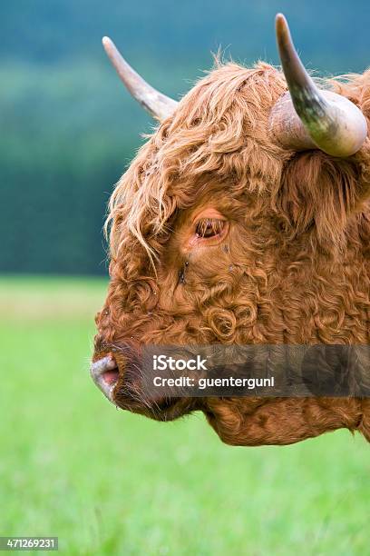 Close Up Portrait Of A Хайландский Скот С Местом Для Копии — стоковые фотографии и другие картинки Вертикальный