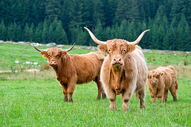 Highland Cattle - Cows stood on a grassy bankside on an overcast Autumn Fall day in October within the United Kingdom Highlands of Scotland
