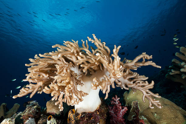 istock Beautiful Leather Coral under blue surface, Komodo National Park, Indonesia 471269653