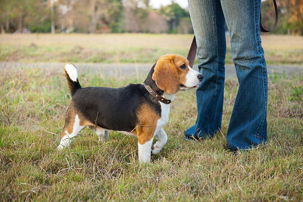 istock Beagle walk on long lead at the park 471270024
