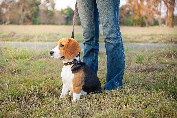 istock Beagle walk on long lead at the park 471270026