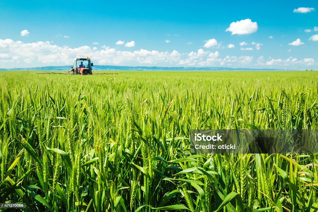 Spraying culturas campo de trigo - Foto de stock de Campo royalty-free