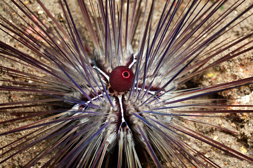 Closeup of Needle-Spined Urchin Diadema setosum with distinctive ring on anal cone