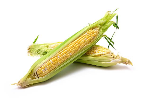 바이컬러 peaches, 크림 콘 - corn corn crop corn on the cob isolated 뉴스 사진 이미지