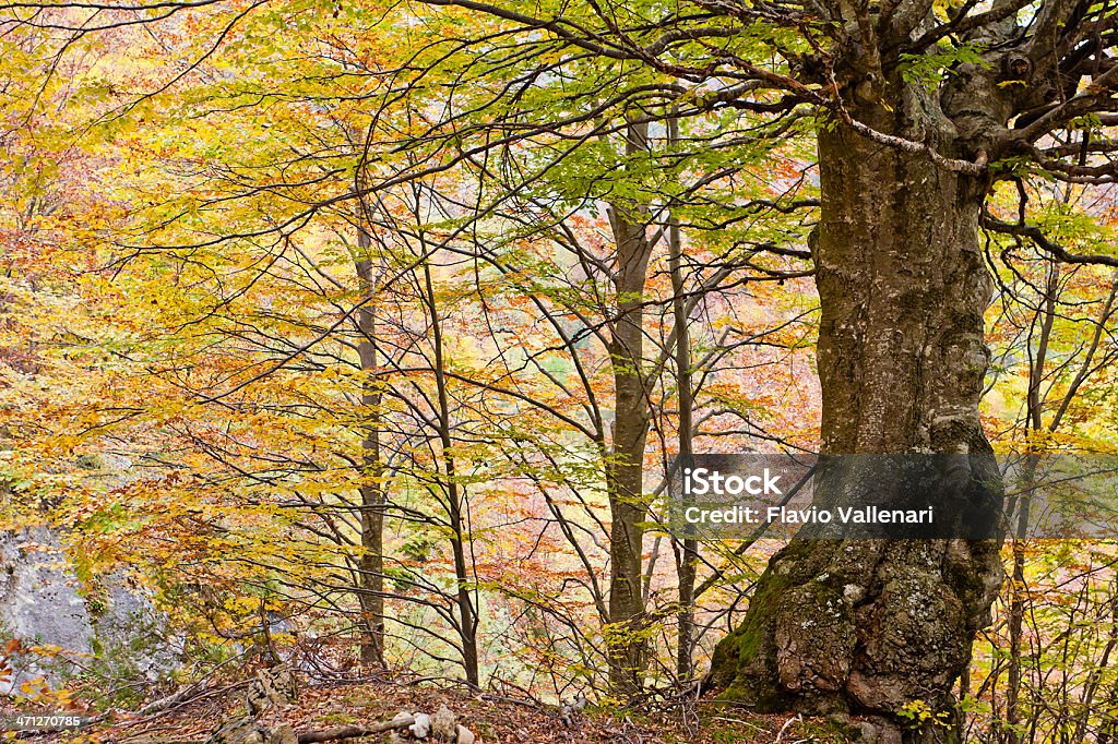 Faggio bosco in autunno, Monte Baldo - Foto stock royalty-free di Albero