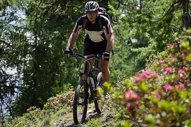 rododendro alpino ciclismo, south tyrol - european alps tirol rhododendron nature fotografías e imágenes de stock