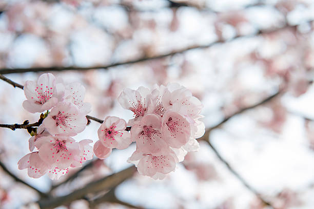 istock Cherry Blossom with Soft focus, Sakura season 471271686