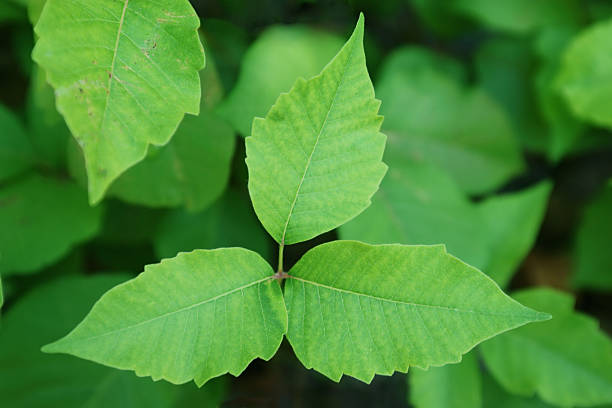 poison ivy (radican toxicodendron) - poison ivy potret stok, foto, & gambar bebas royalti