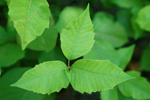  Poison Ivy (Toxicodendron radicans) is a plant common throughout North America. It contains a toxic clear liquid compound in its sap called urushiol that causes itching and skin rashes, it is to be avoided at all costs.