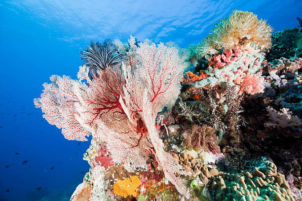 corail mou paradis avec gorgonian beauté au gili banta, en indonésie - crinoid photos et images de collection