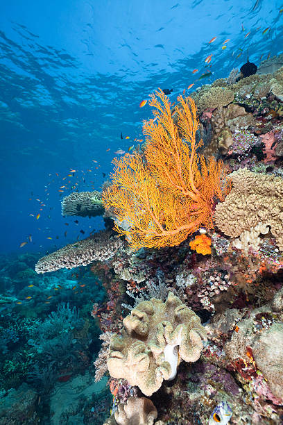Many Soft  and Hard Coral Species, Komodo National Park, Indonesia Large variety of hard corals and soft corals at the North East Point of Gili Lawa Laut, Komodo National Park, Indonesia coral gorgonian coral hydra reef stock pictures, royalty-free photos & images