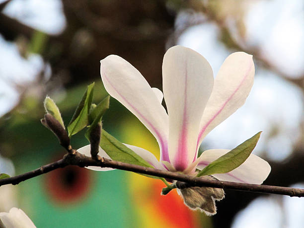 magnolia tripetala - magnolia white single flower flower fotografías e imágenes de stock