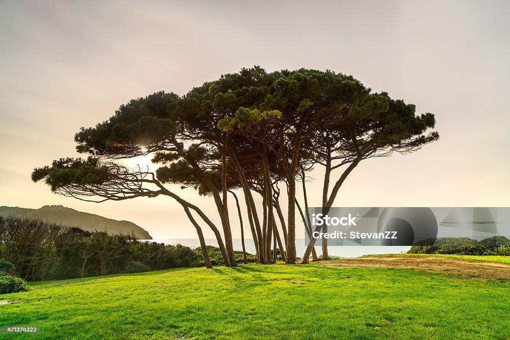 Maritime Pine tree group near sea and beach. Baratti, Tuscany. Maritime Pine tree group near sea and beach on sunset. Baratti, Maremma, Piombino, Tuscany, Italy. Long Exposure 2015 Stock Photo