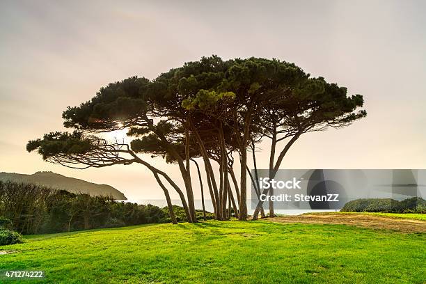 Maritime Pine Tree Group Near Sea And Beach Baratti Tuscany Stock Photo - Download Image Now