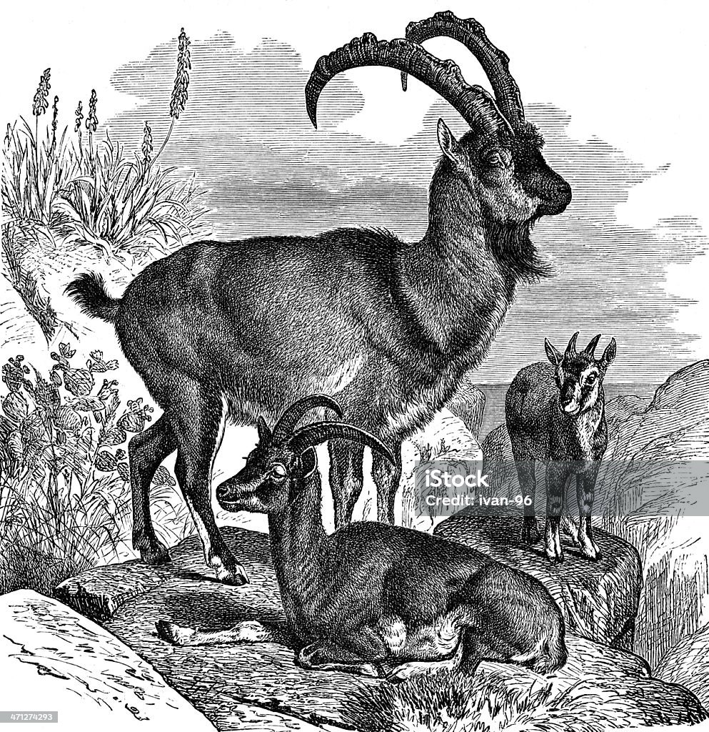 wild goat - Lizenzfrei Schneeziege Stock-Illustration