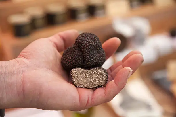 A pair of truffle to be sold on a french street market.