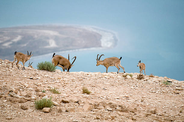 istock Goat-antelope at the dead sea (ibex) 471275751