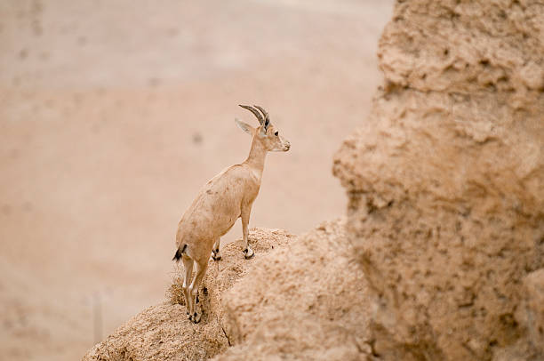 istock Goat-antelope at the dead sea (ibex) 471275757