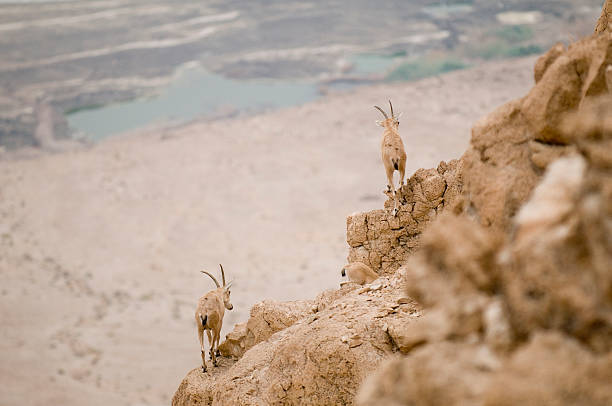 Goat-antelope at the dead sea (ibex)