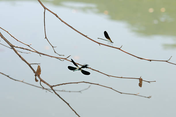 Calopteryx virgo