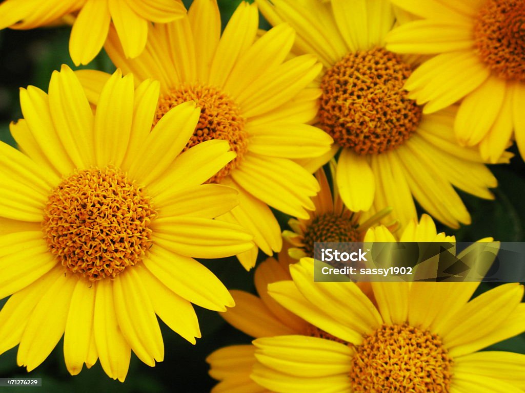 Heliopsis żółty Stokrotka kwiat - Zbiór zdjęć royalty-free (Bez ludzi)