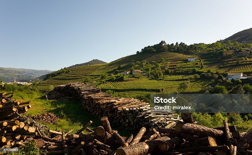 Vignobles de la Vallée de la rivière Douro, Portugal - Photo de Agriculture libre de droits