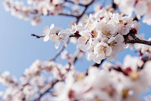 istock Cherry Blossom with Soft focus, Sakura season 471276398