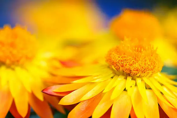 Strawflowers, Germany, Eifel.