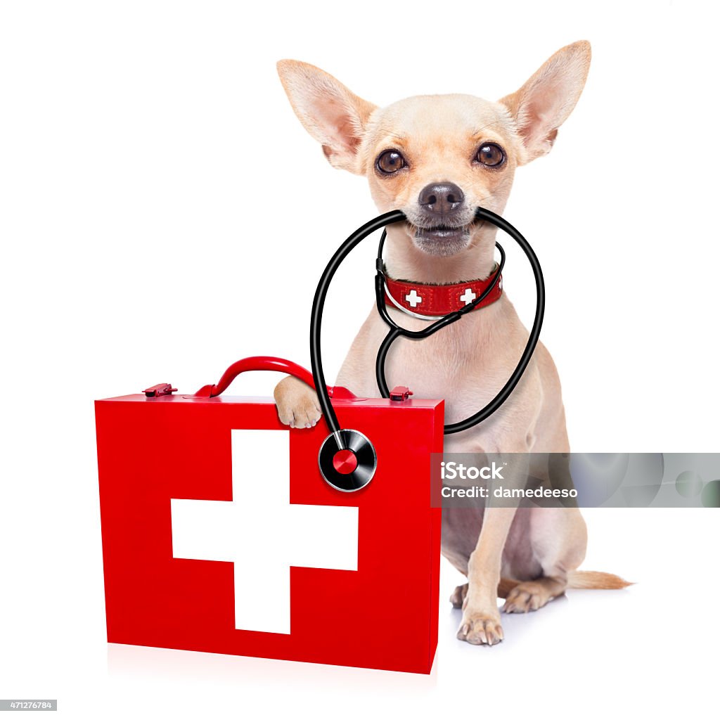 Arzt Ärztin Hund - Lizenzfrei Hund Stock-Foto