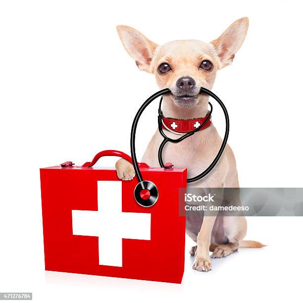 Arzt Ärztin Hund Stockfoto und mehr Bilder von Hund - Hund, Verbandskasten, Haustier