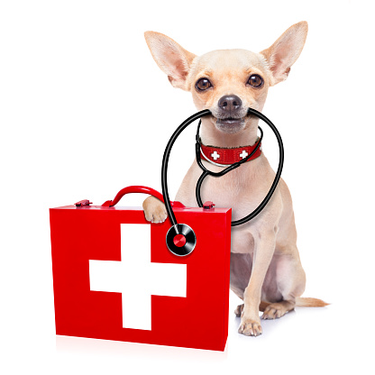 chihuahua dog as a medical veterinary doctor with stethoscope and first aid kit ,isolated on white background